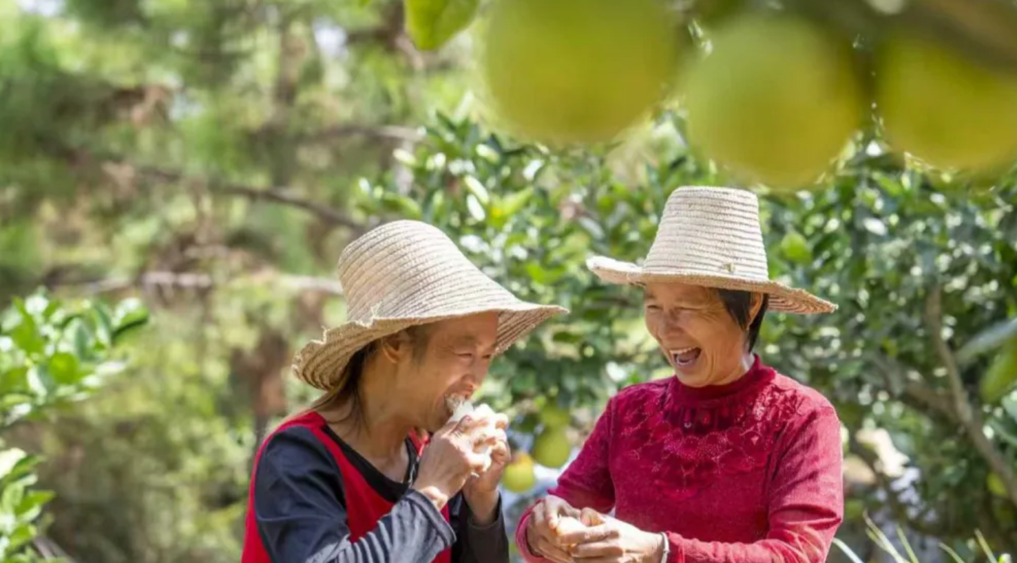 吉水井冈蜜柚丰收季:一场农文旅体融合的乡村振兴实践