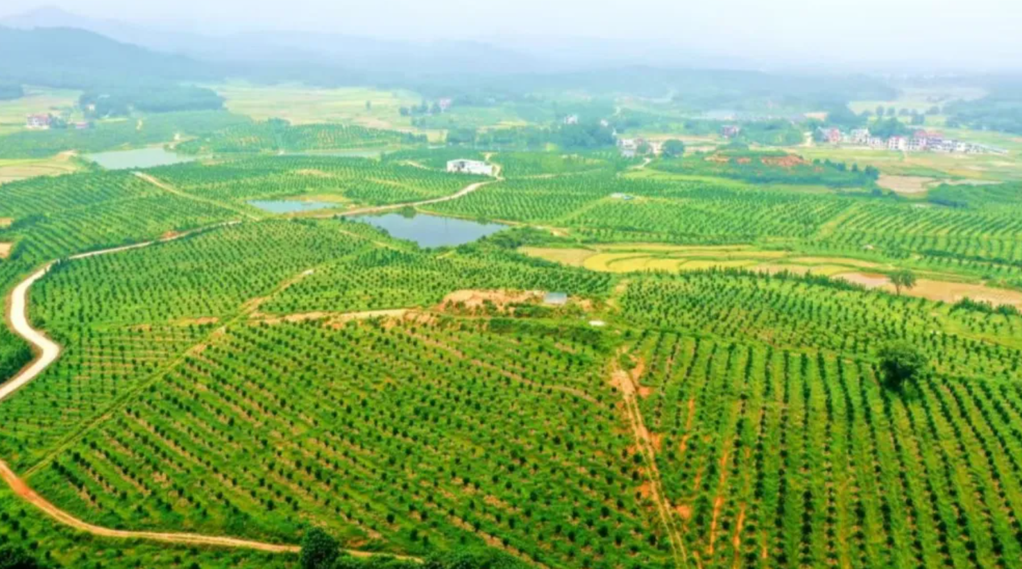 吉水井冈蜜柚丰收季:一场农文旅体融合的乡村振兴实践