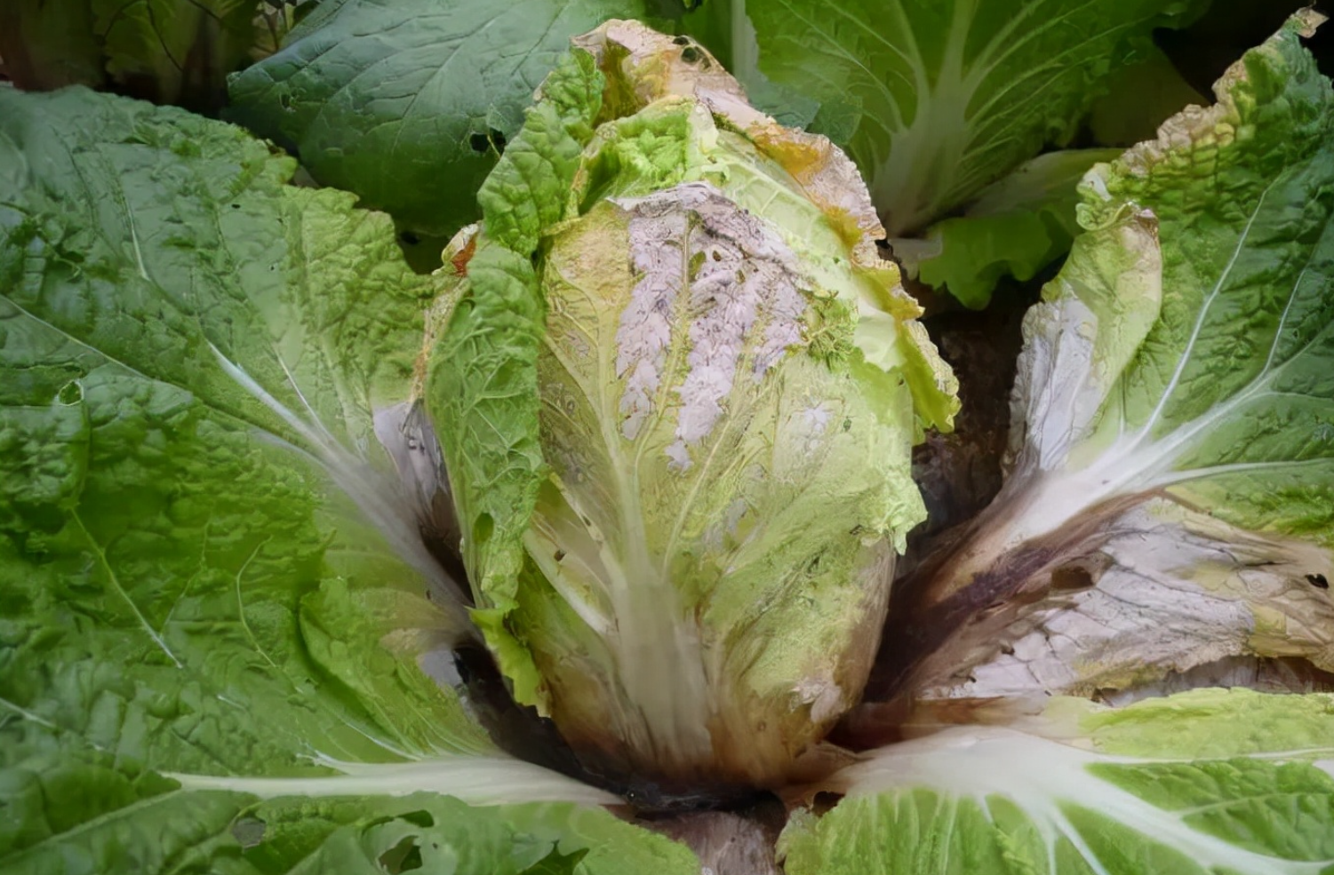 霜霉病白菜