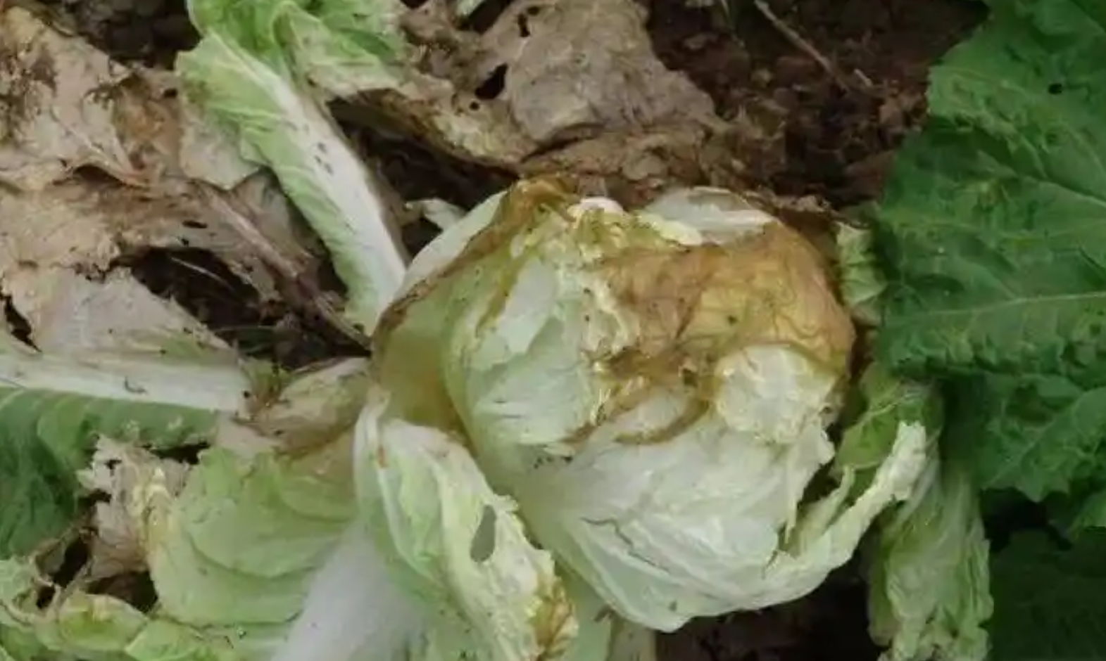 软腐病白菜