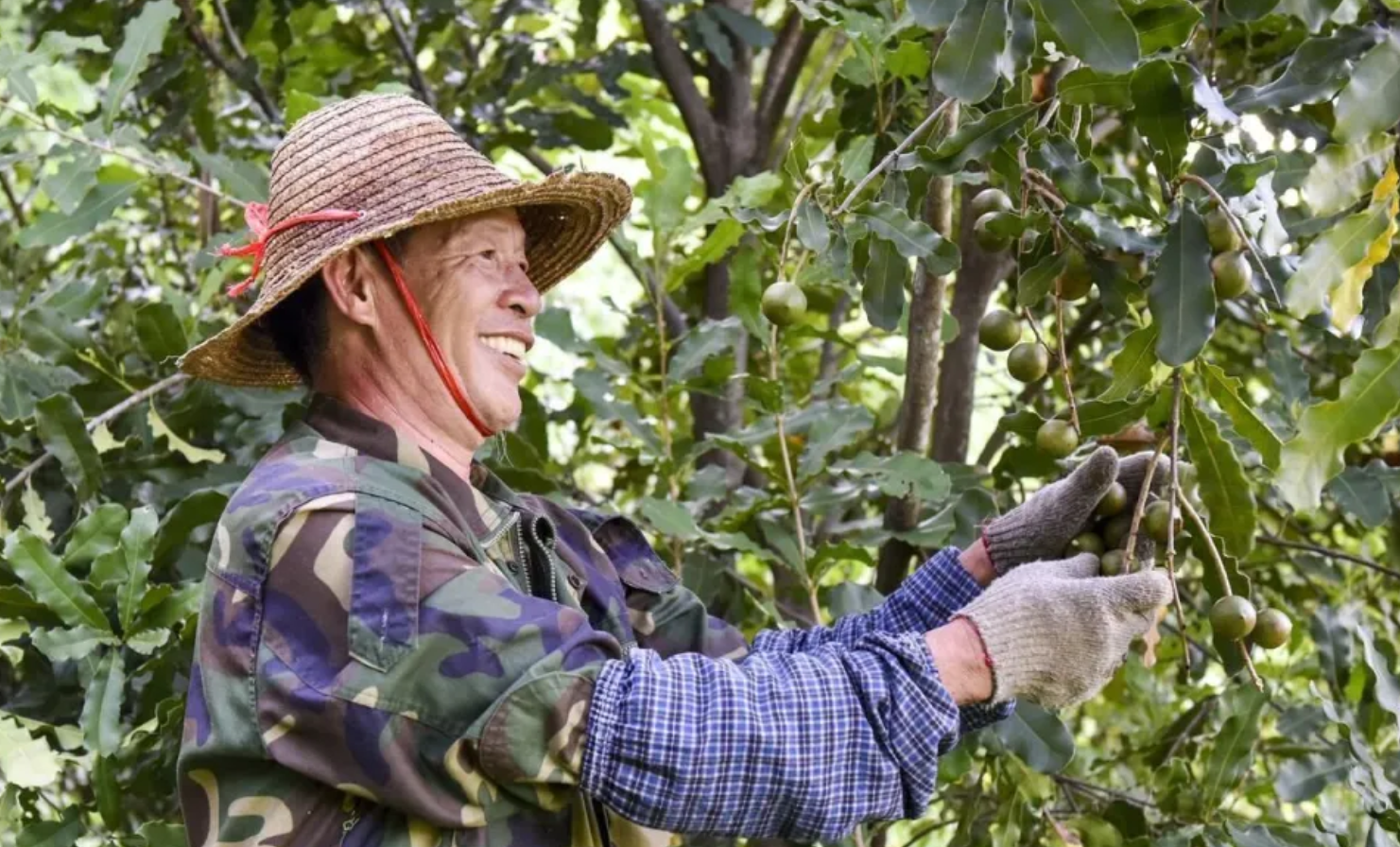 从青山“金果”到全国餐桌的产业升级之路