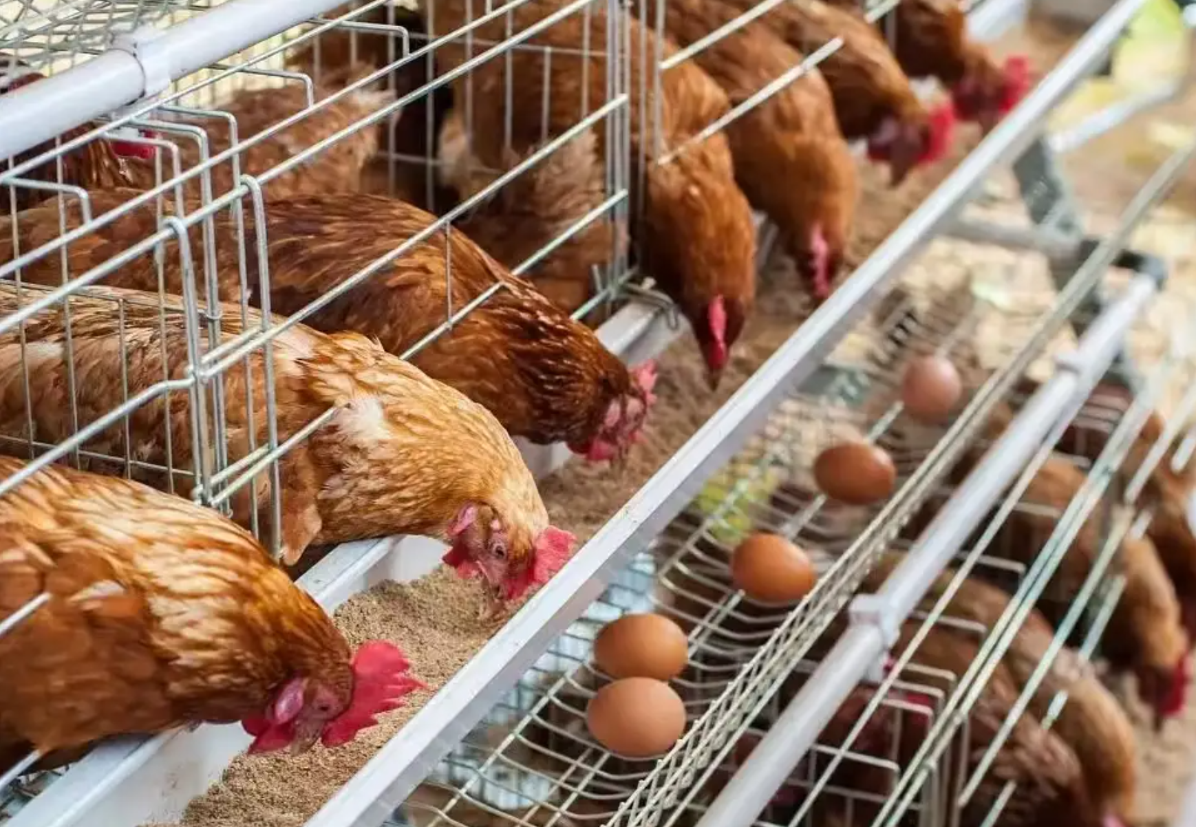 冬季蛋鸡产蛋率下降