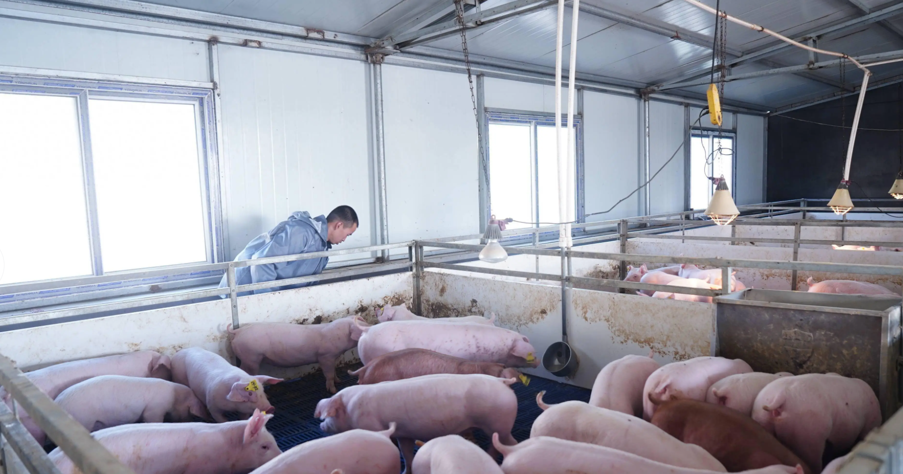 低温环境下给猪舍消毒