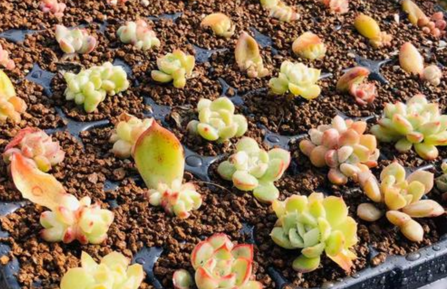 多肉叶子发软发蔫？六大原因及实用应对方法全解析