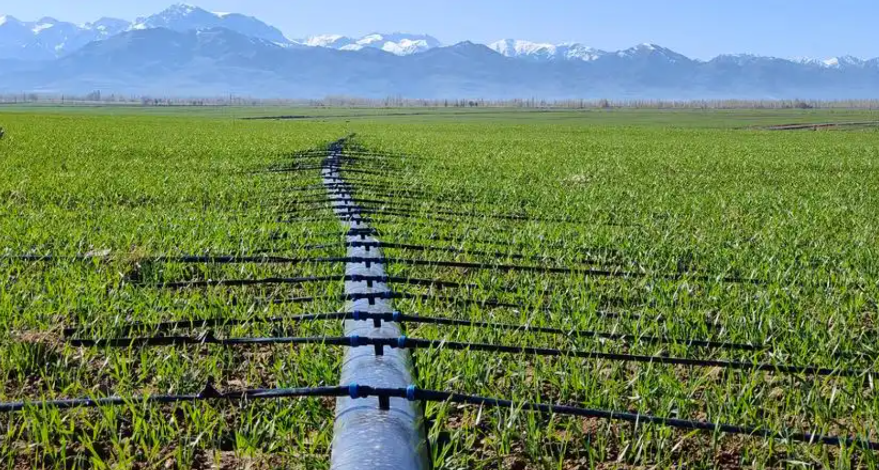 小麦秋冬种的水肥一体化
