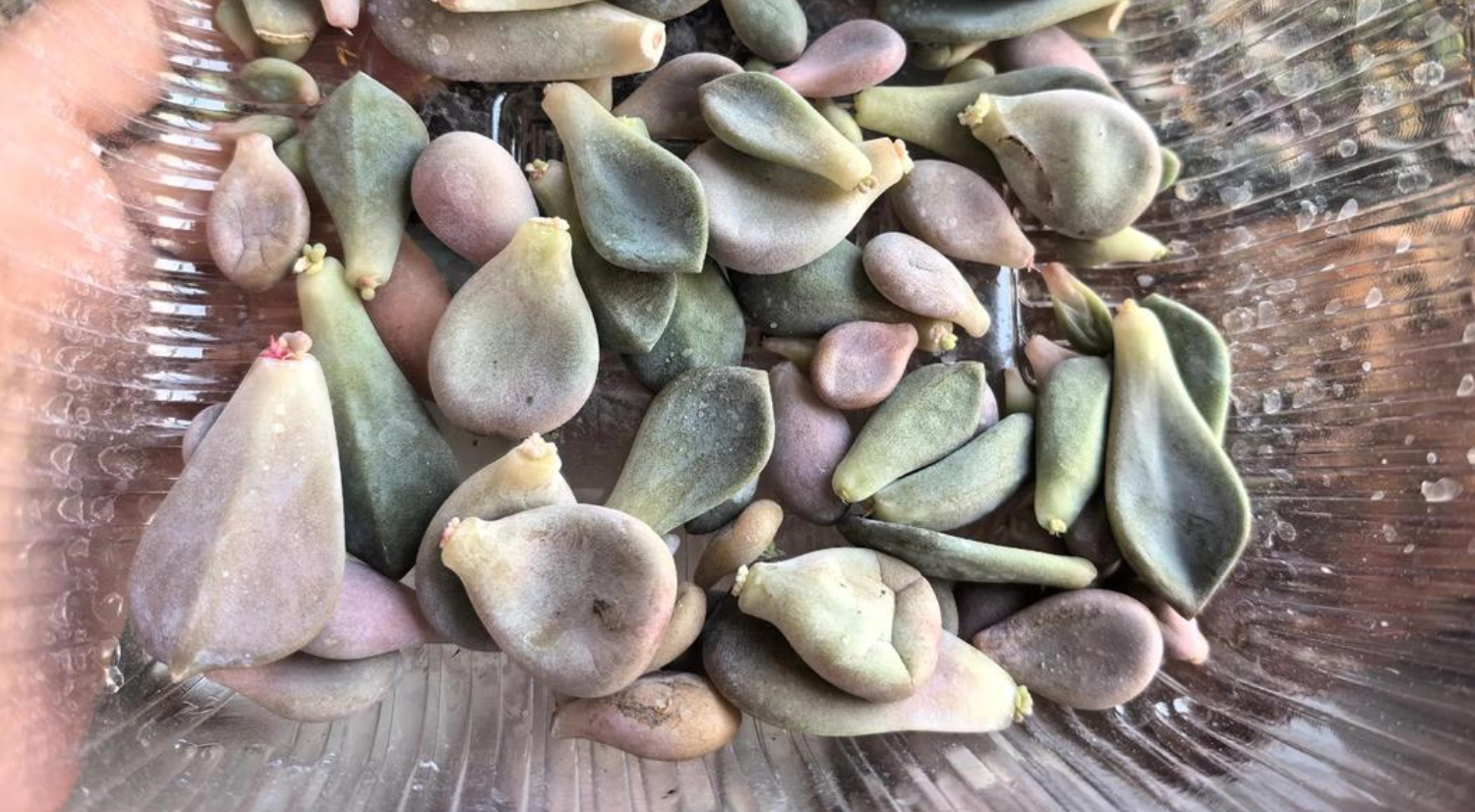 多肉叶子发软发蔫？六大原因及实用应对方法全解析