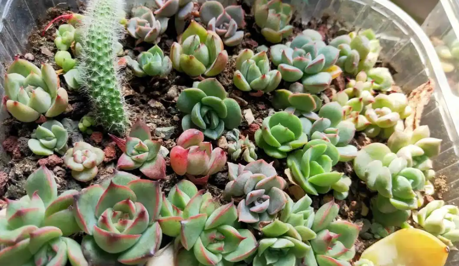 多肉叶子发软发蔫？六大原因及实用应对方法全解析