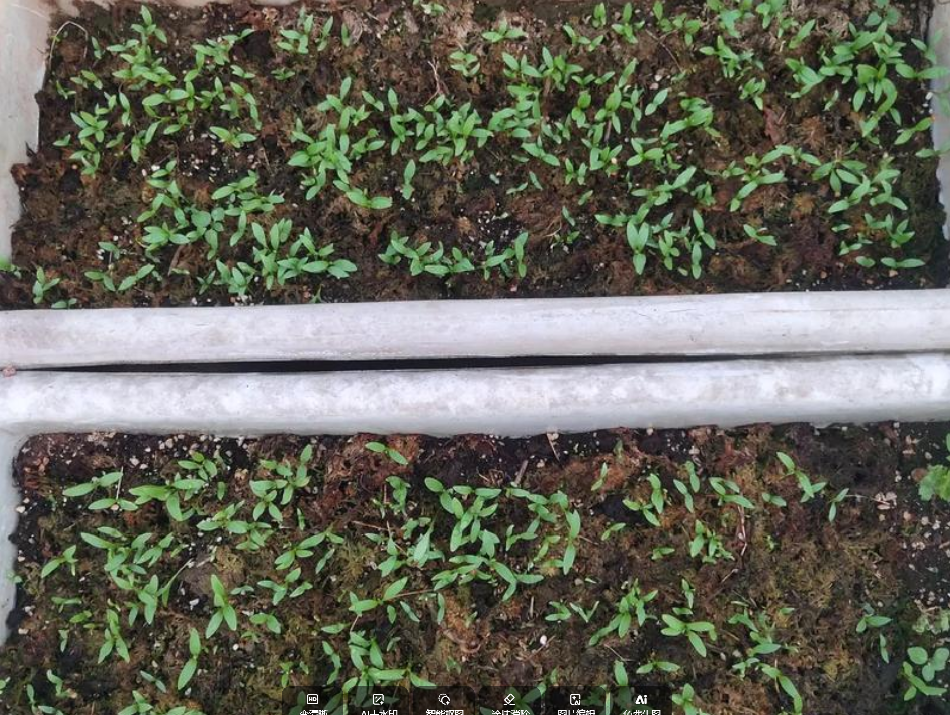 香菜种下去几天能发芽出苗?关键影响因素与实用种植技巧