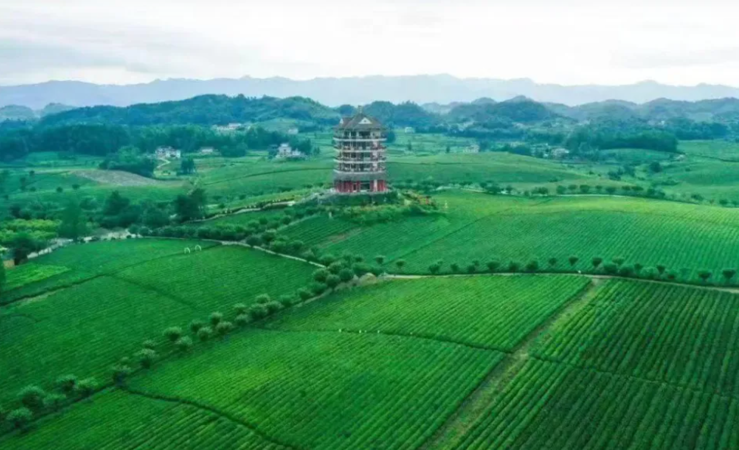 遵义千亿农业背后:山地小省如何靠数字养鱼、区块链卖茶逆袭?