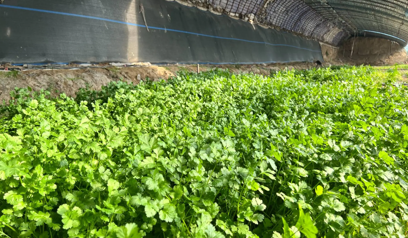 香菜种下去几天能发芽出苗?关键影响因素与实用种植技巧