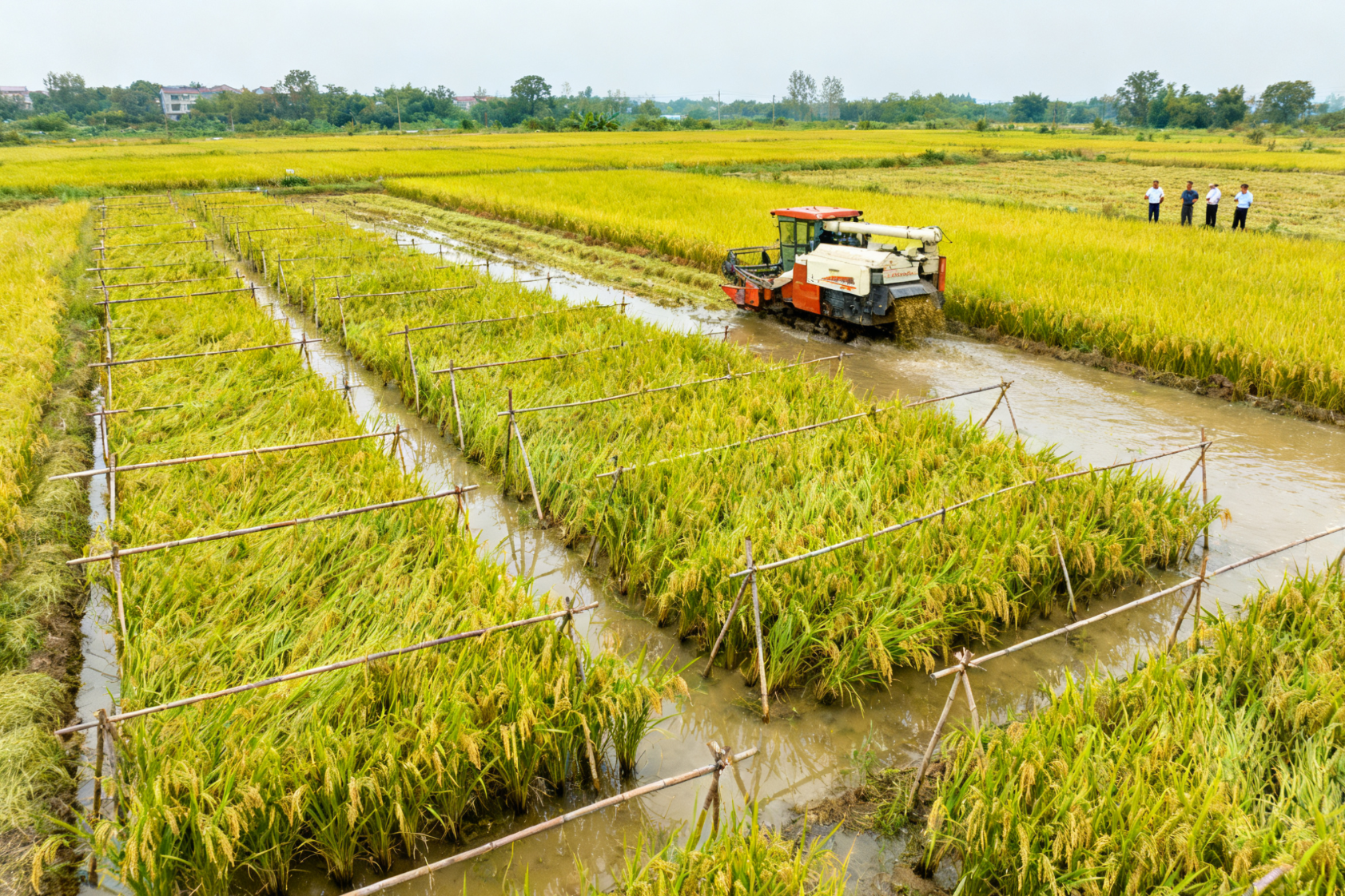 晚稻倒伏应急补救
