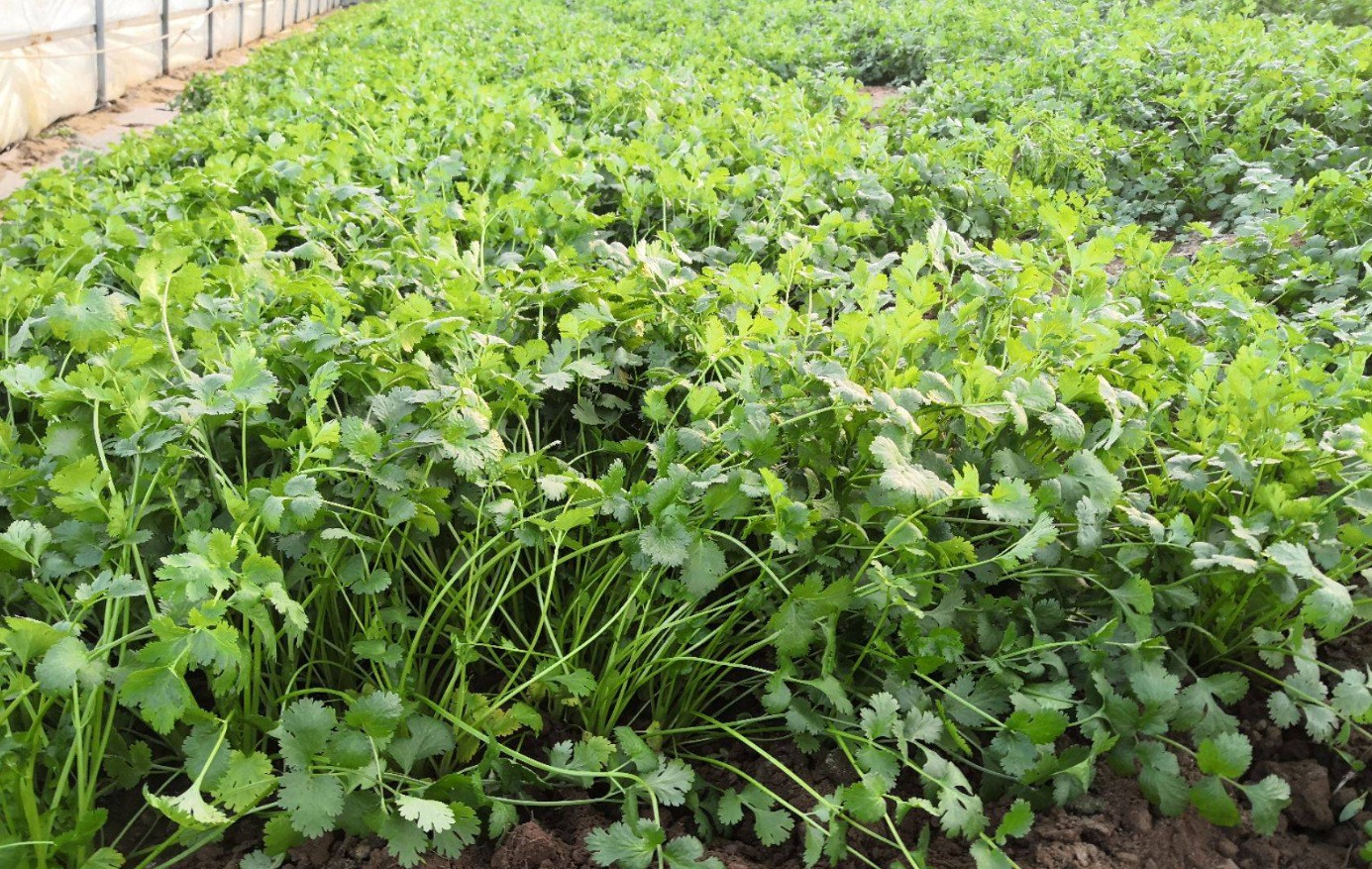 香菜种下去几天能发芽出苗?关键影响因素与实用种植技巧