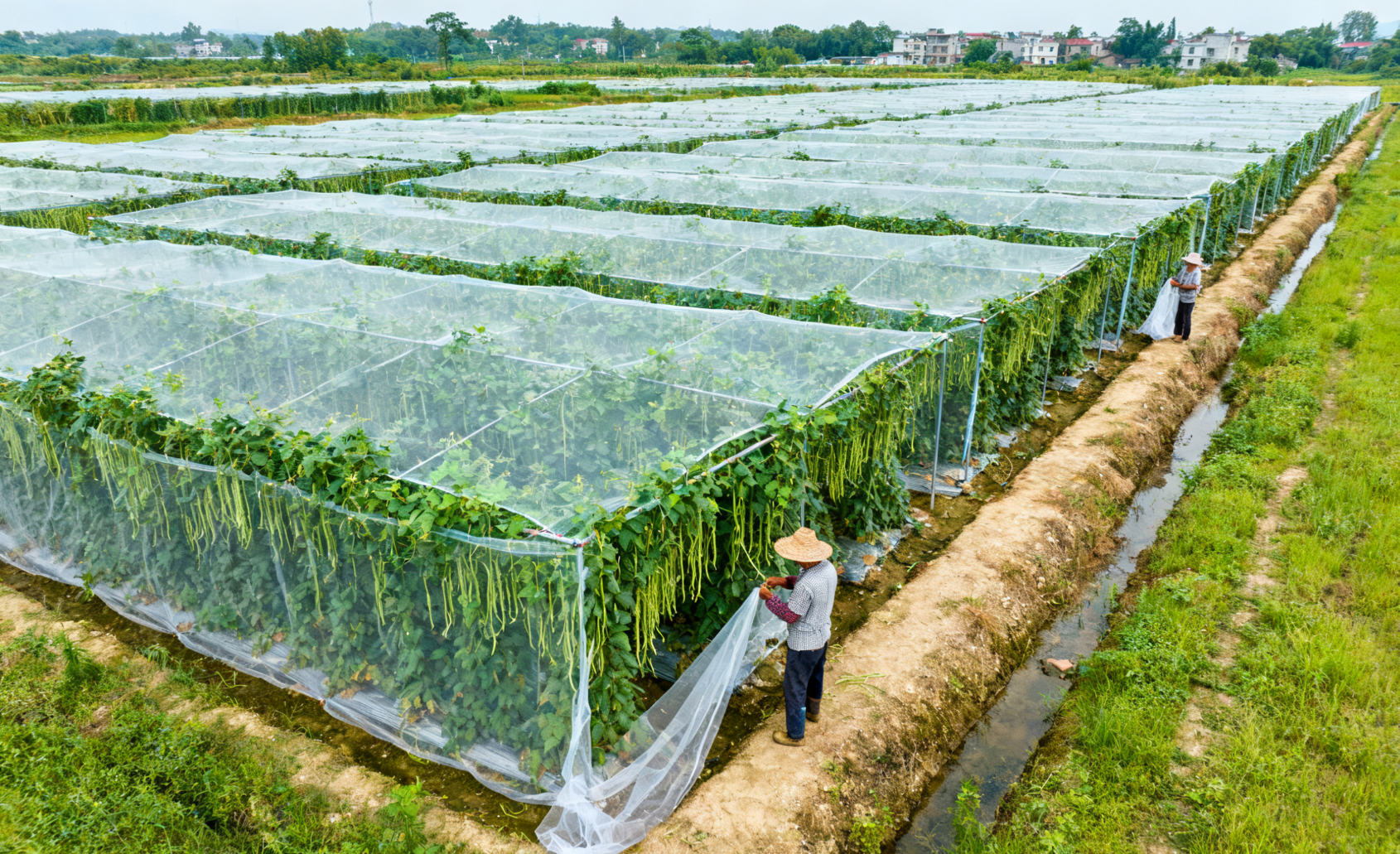 农户搭建防虫网