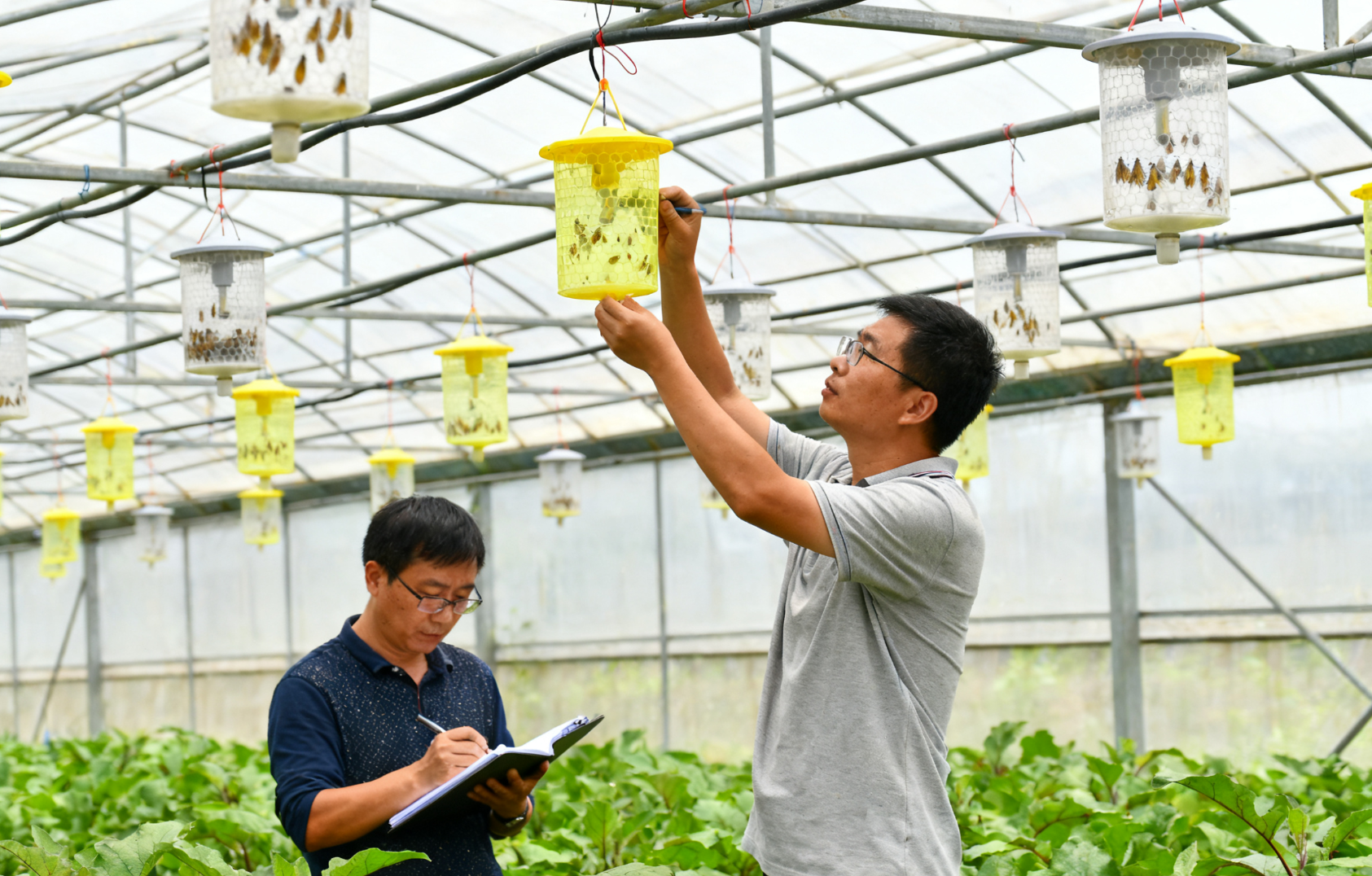  温室内悬挂潜叶蛾性诱捕器实时数据采集