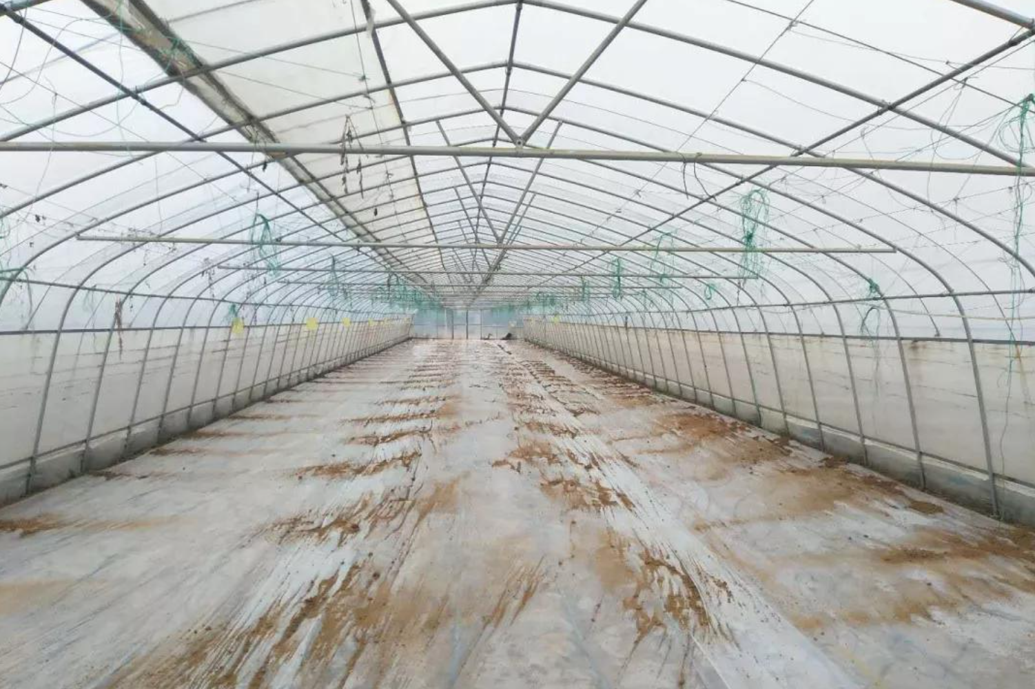 高温闷棚太阳能消毒