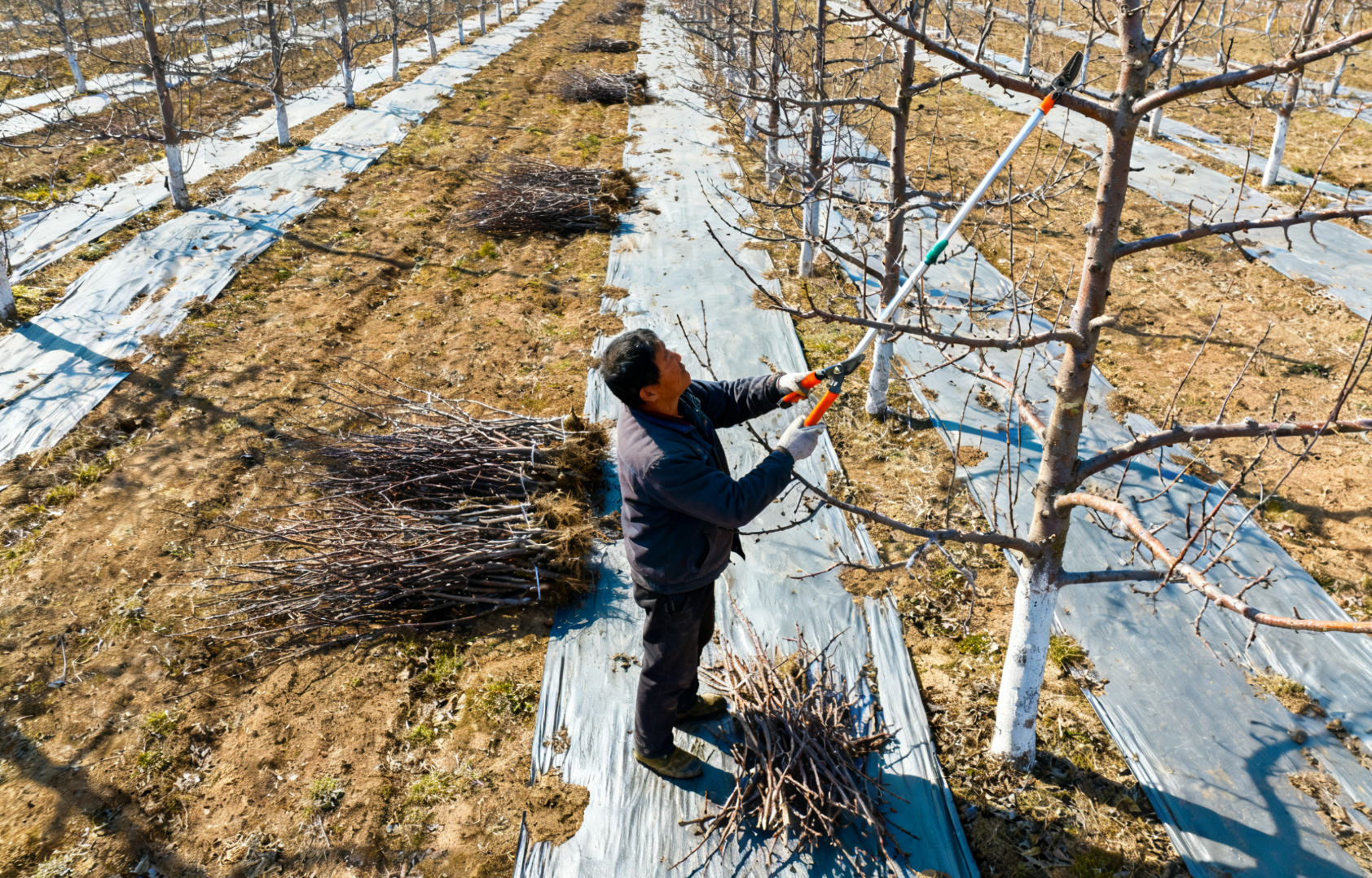 冬季果园病虫枝修剪，果农使用高枝剪剪除带病虫枝条