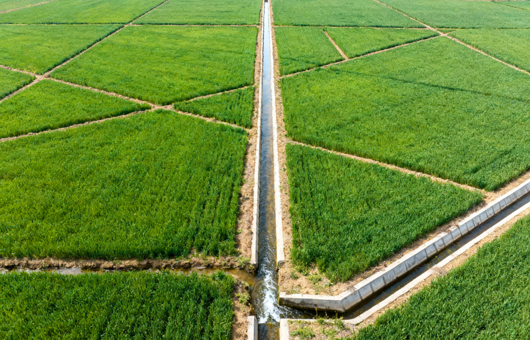 绿油油的稻茬麦田