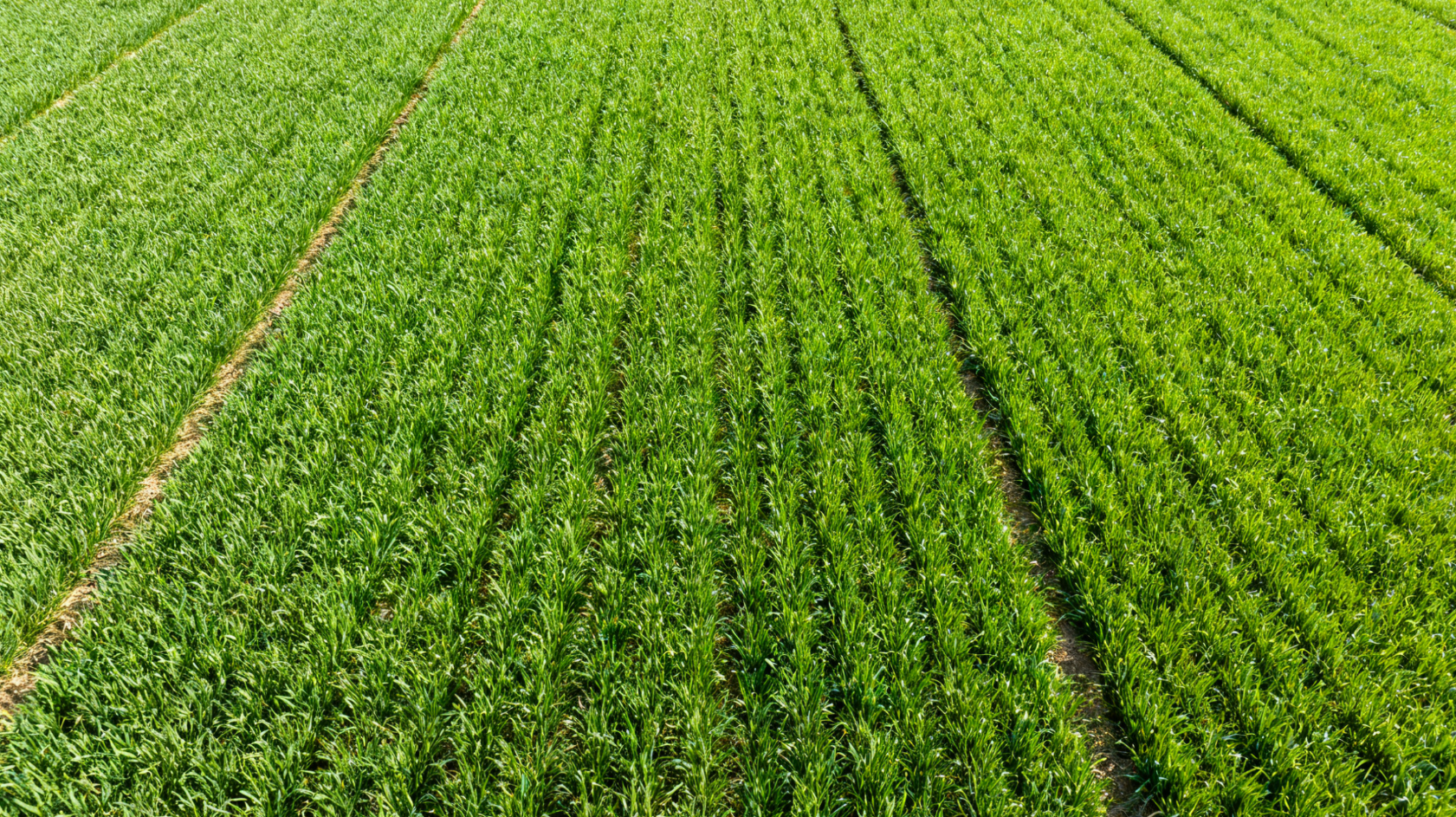 小麦增密种植田块，高密度均匀分布的幼苗群体航拍