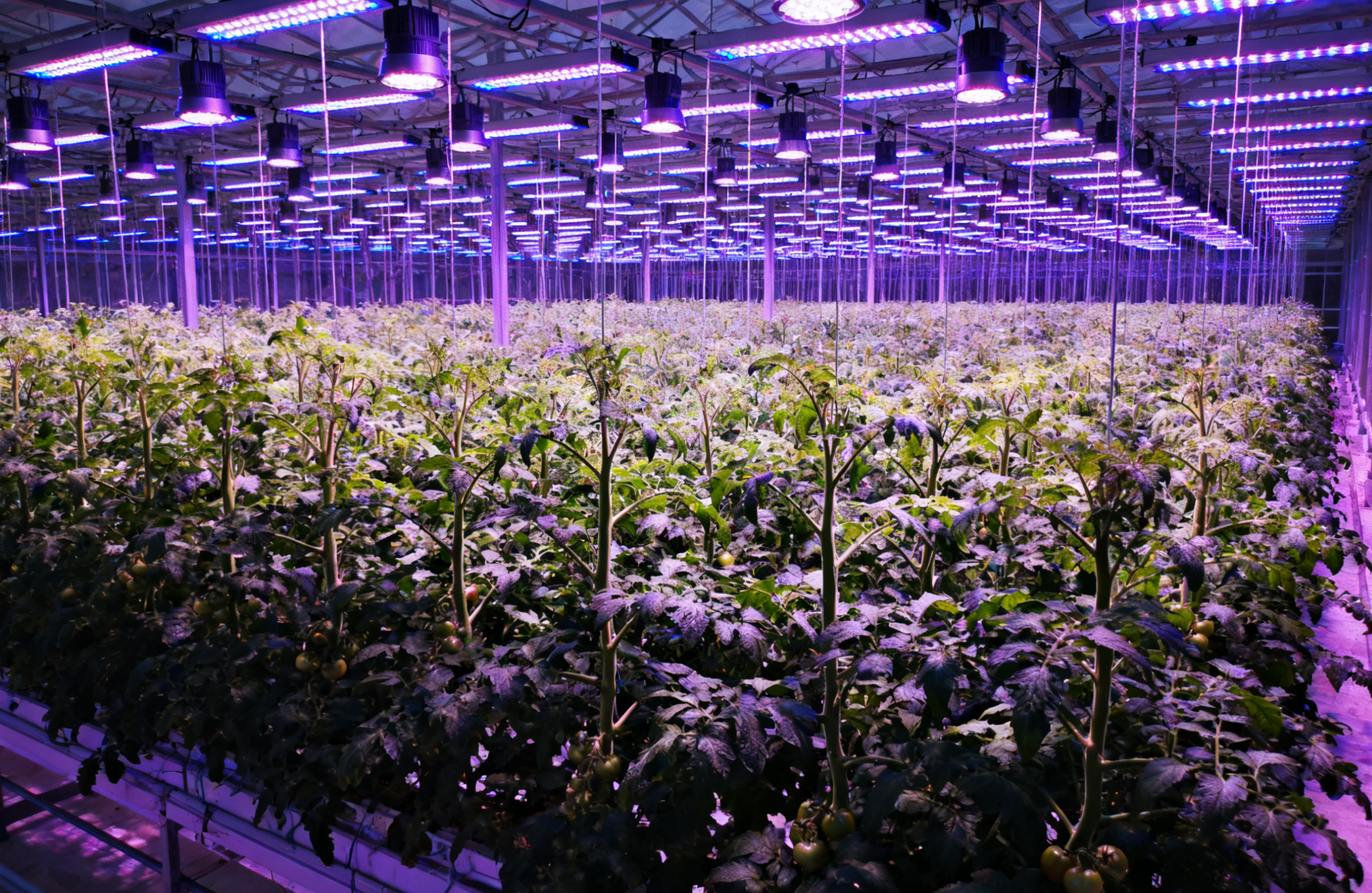 LED 补光系统应用，蓝紫色光谱照射番茄冠层