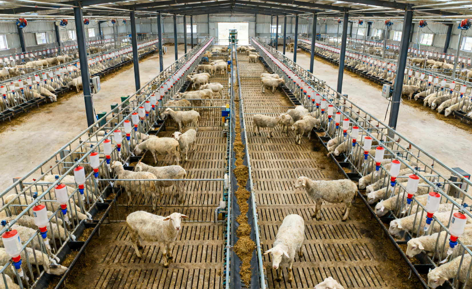 肉羊分群饲喂栏舍，不同体重羊群分栏饲养布局
