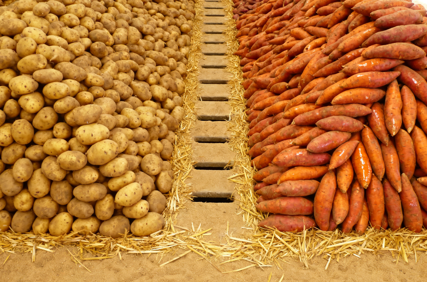 薯类分层堆放场景，堆间通风道与隔离层远景