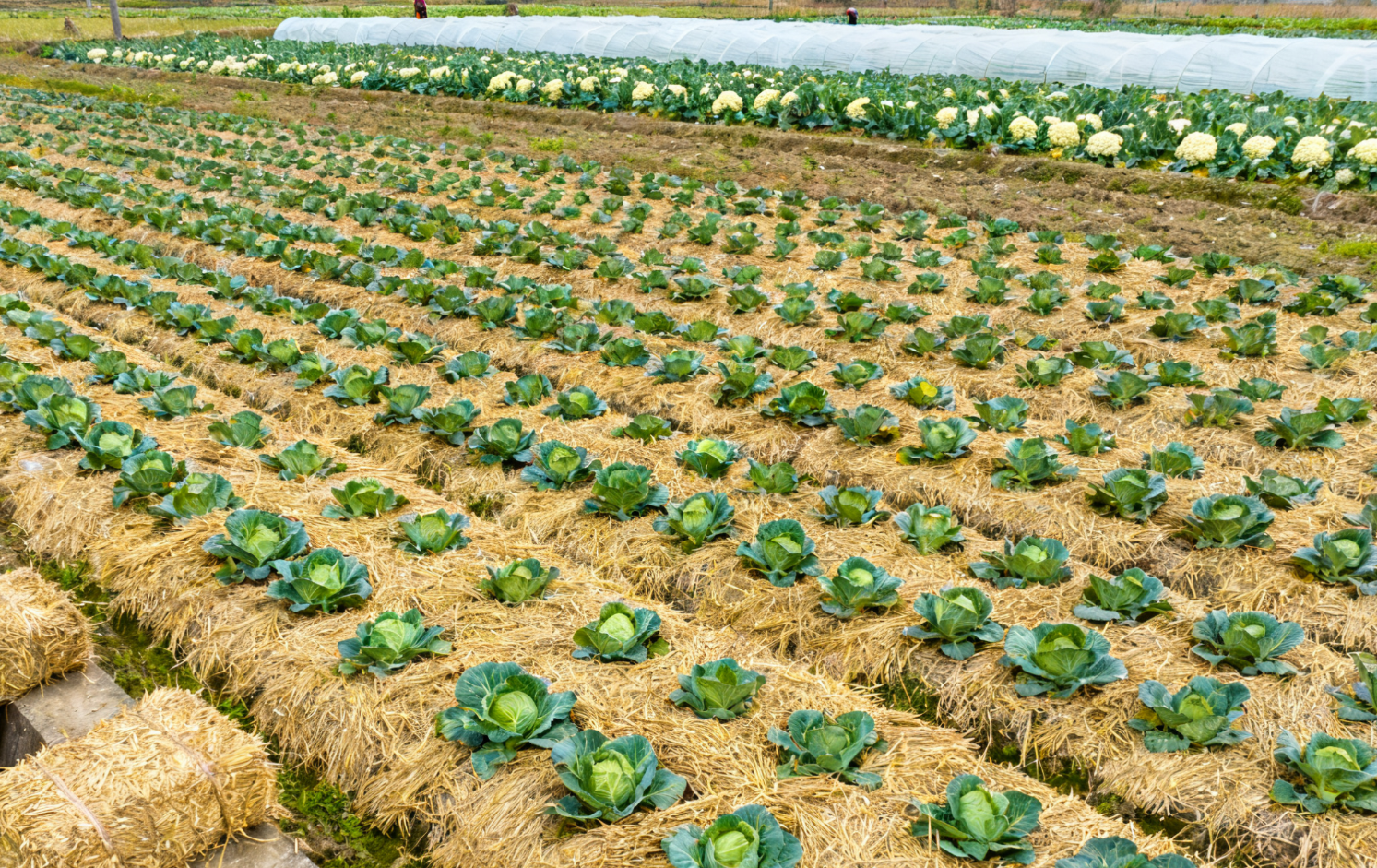 甘蓝田秸秆覆盖，基部稻草覆盖远景