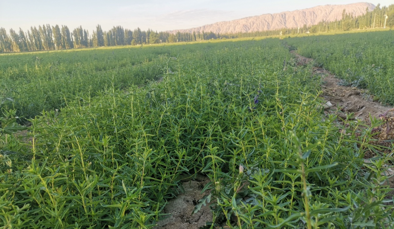 黄芩现在能种吗？分季节分地区科学种植全解析