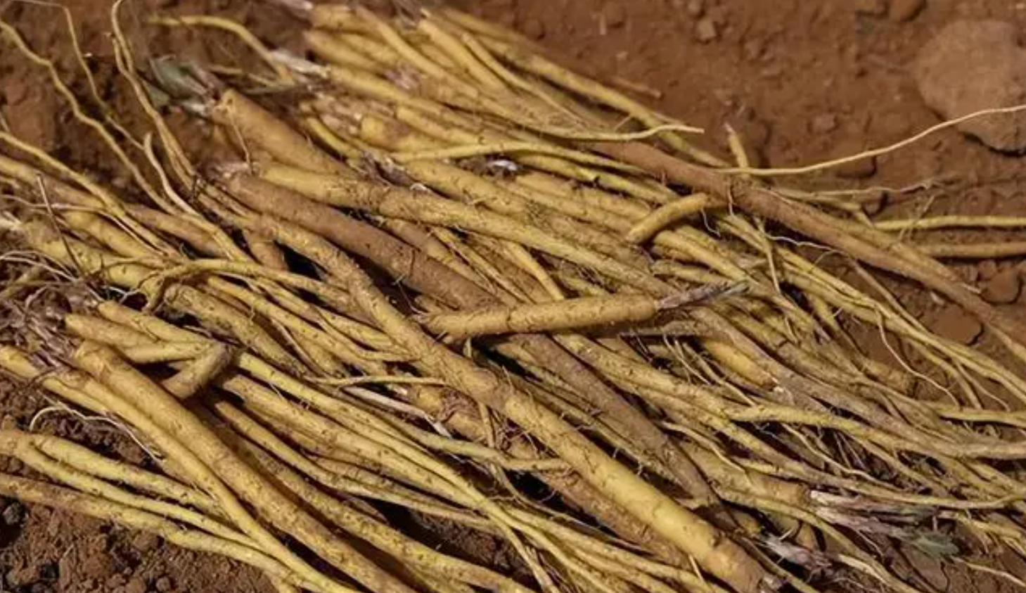 黄芩现在能种吗？分季节分地区科学种植全解析