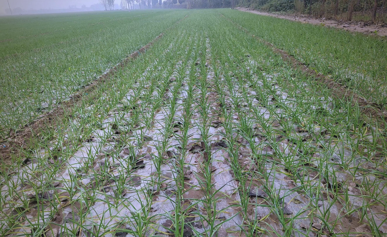 大蒜越冬水浇多浇早危害大