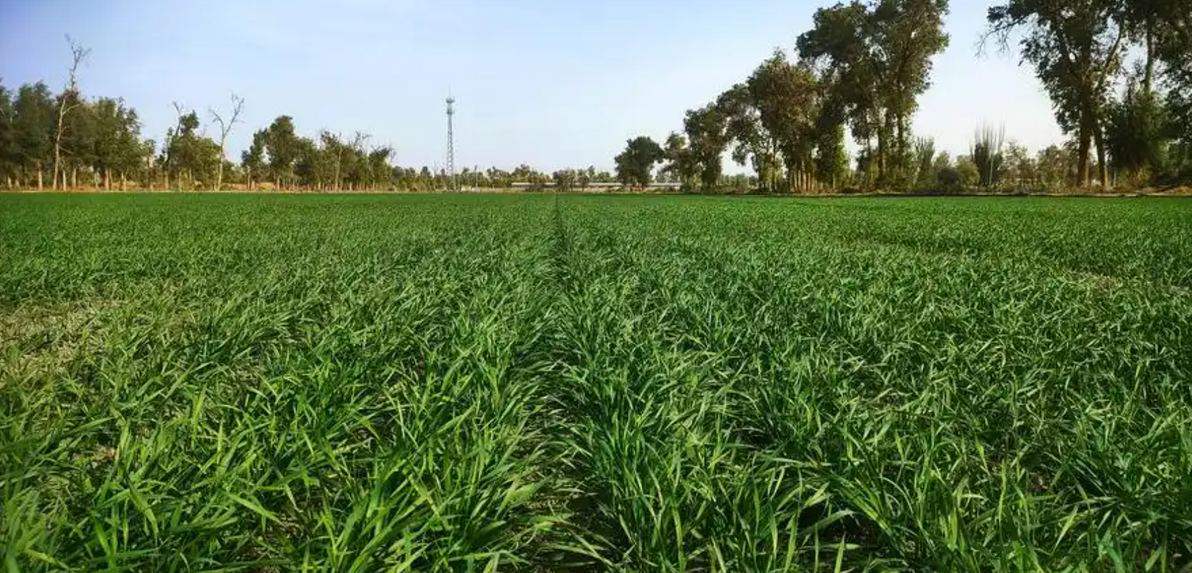 深秋连阴雨频发，小麦晚播怎么办？
