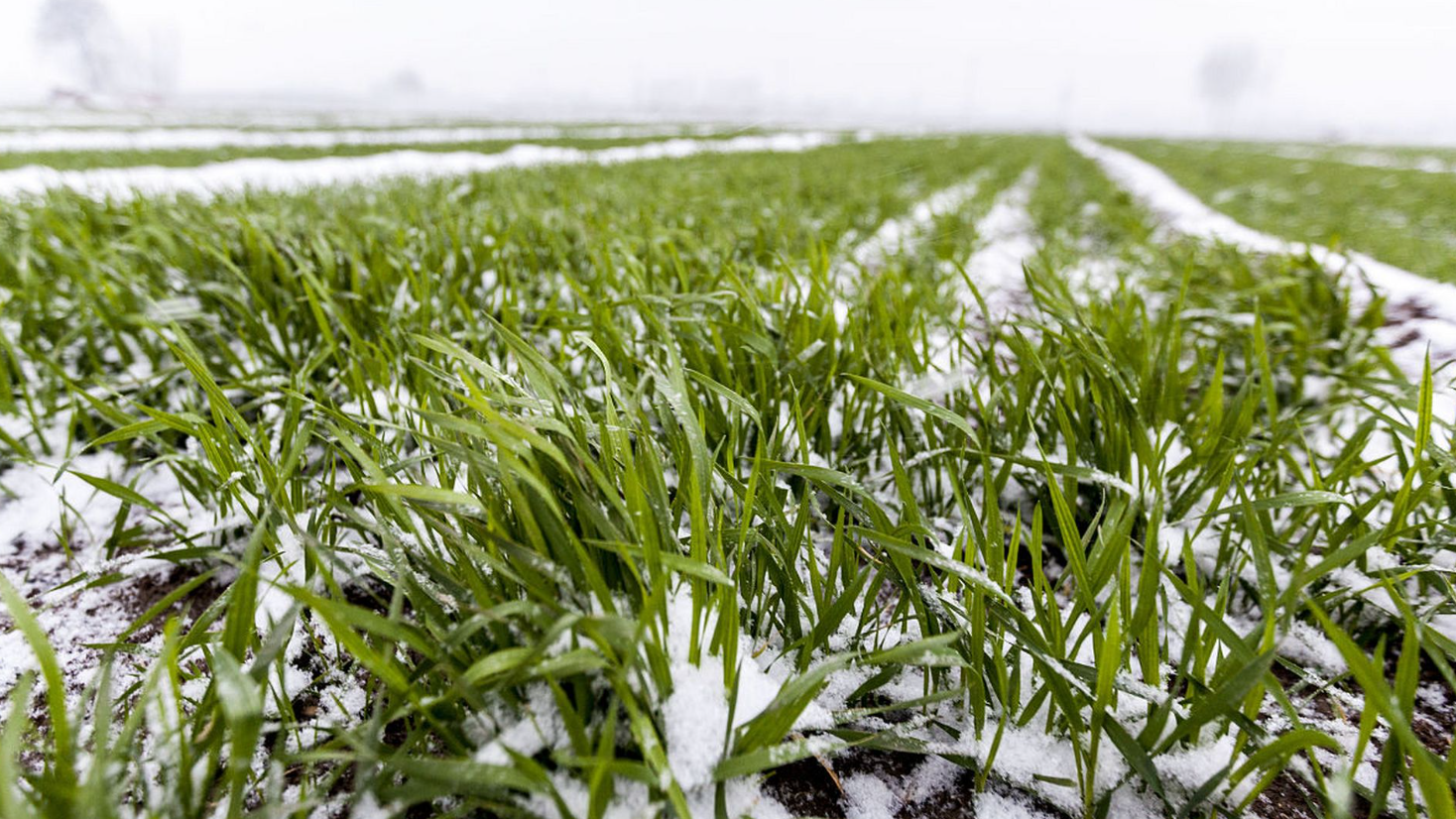 深秋连阴雨频发，小麦晚播怎么办？