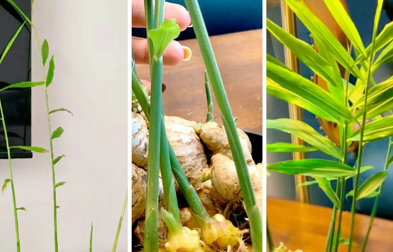 生姜家庭种植全攻略