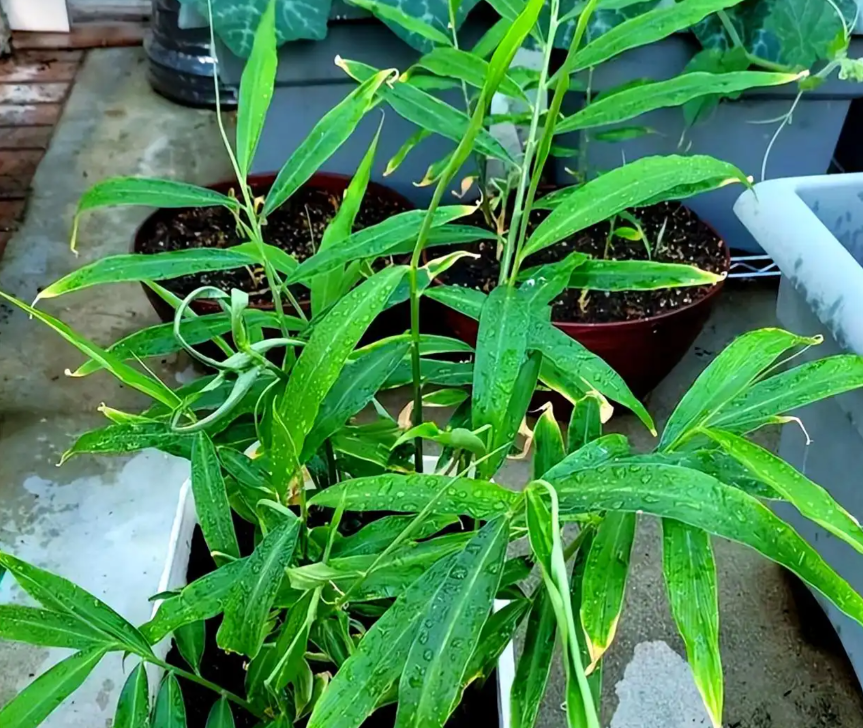 生姜家庭种植全攻略