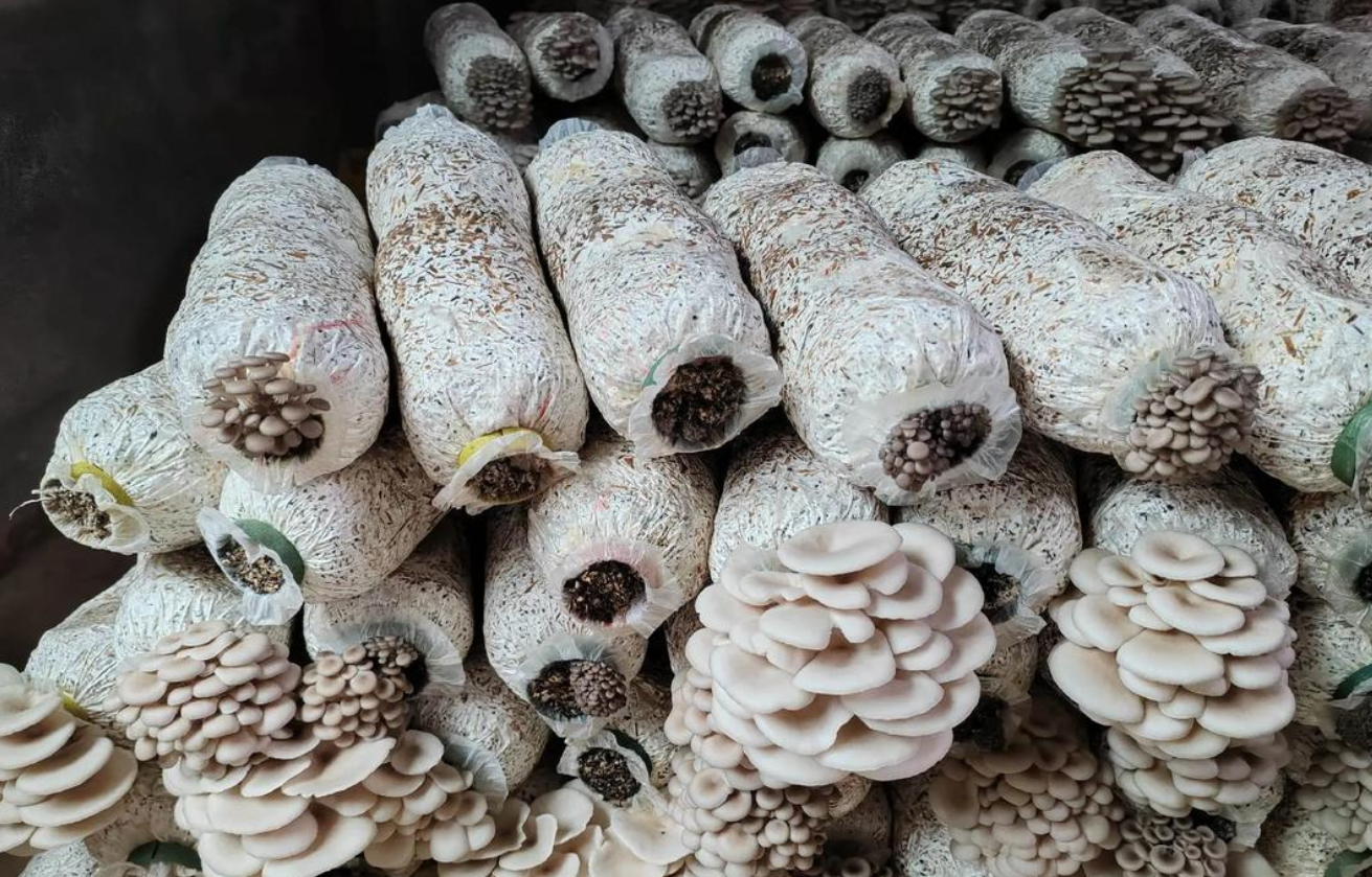 网上买的平菇菌袋怎么种？