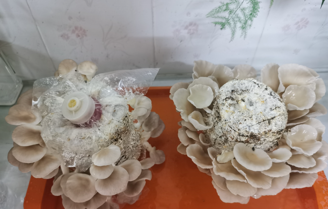 网上买的平菇菌袋怎么种？