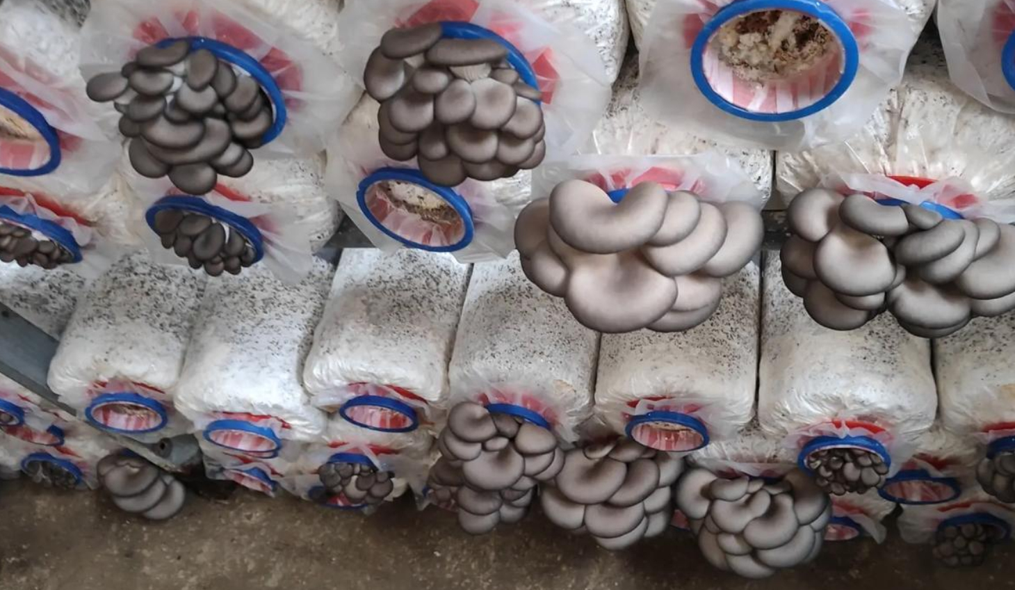 网上买的平菇菌袋怎么种？