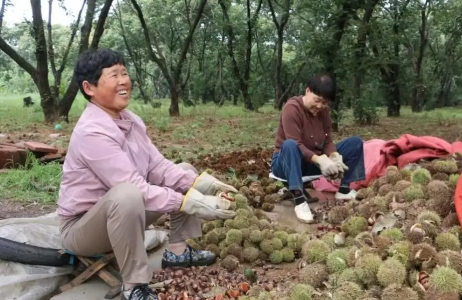 潍坊诸城:多元特色产业撑起乡村振兴 “致富伞”