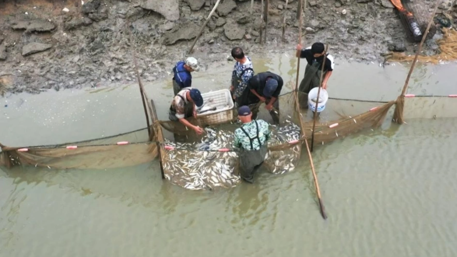 江西彭泽鱼虾混养模式如何助力乡村振兴致富路