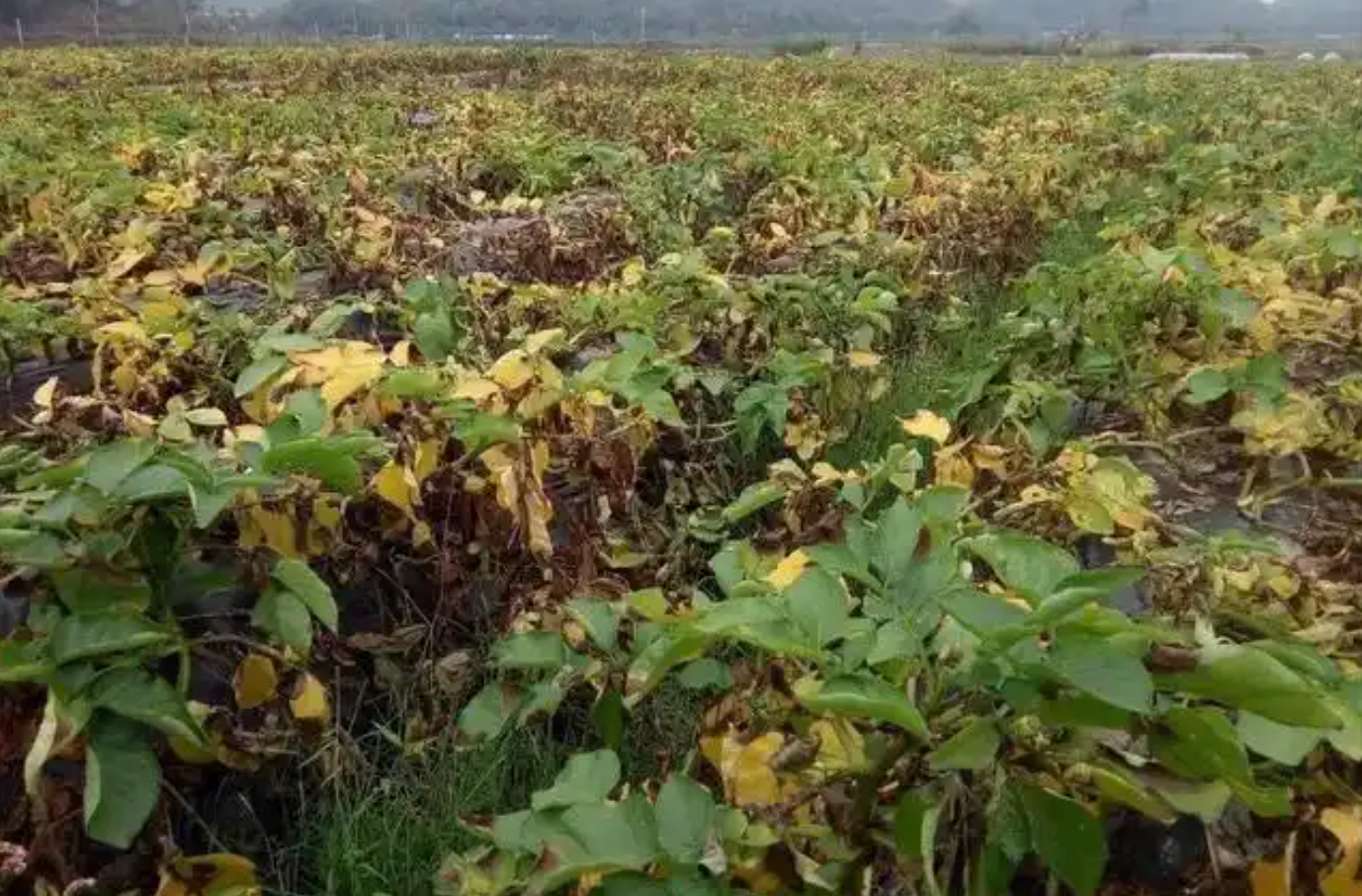 马铃薯晚疫病偏重发生区域有哪些？种薯选择和田间管理有哪些注意事项？