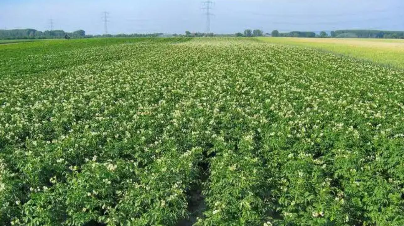 马铃薯晚疫病偏重发生区域有哪些？种薯选择和田间管理有哪些注意事项？