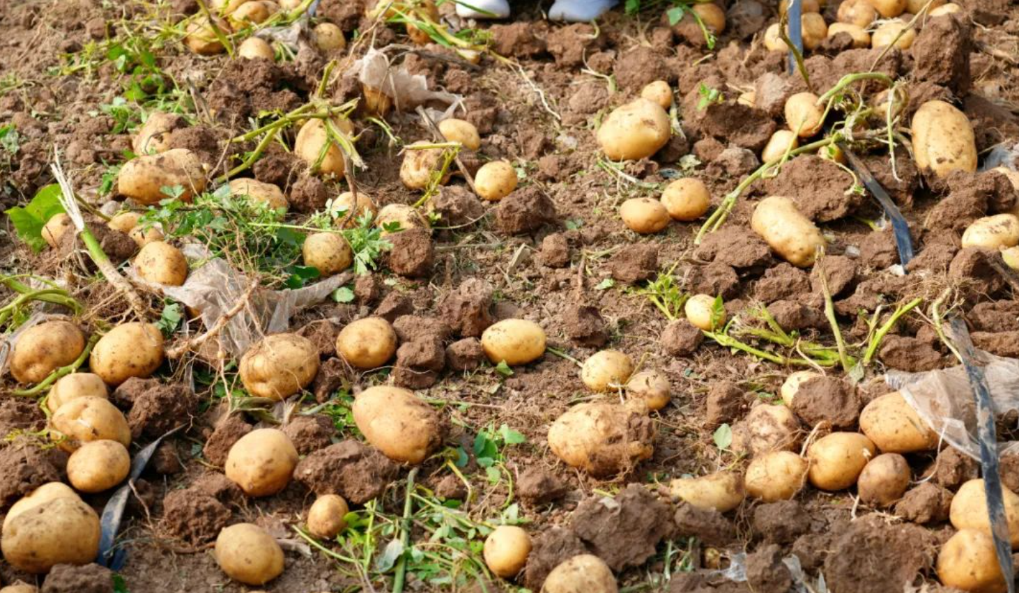 马铃薯晚疫病偏重发生区域有哪些？种薯选择和田间管理有哪些注意事项？