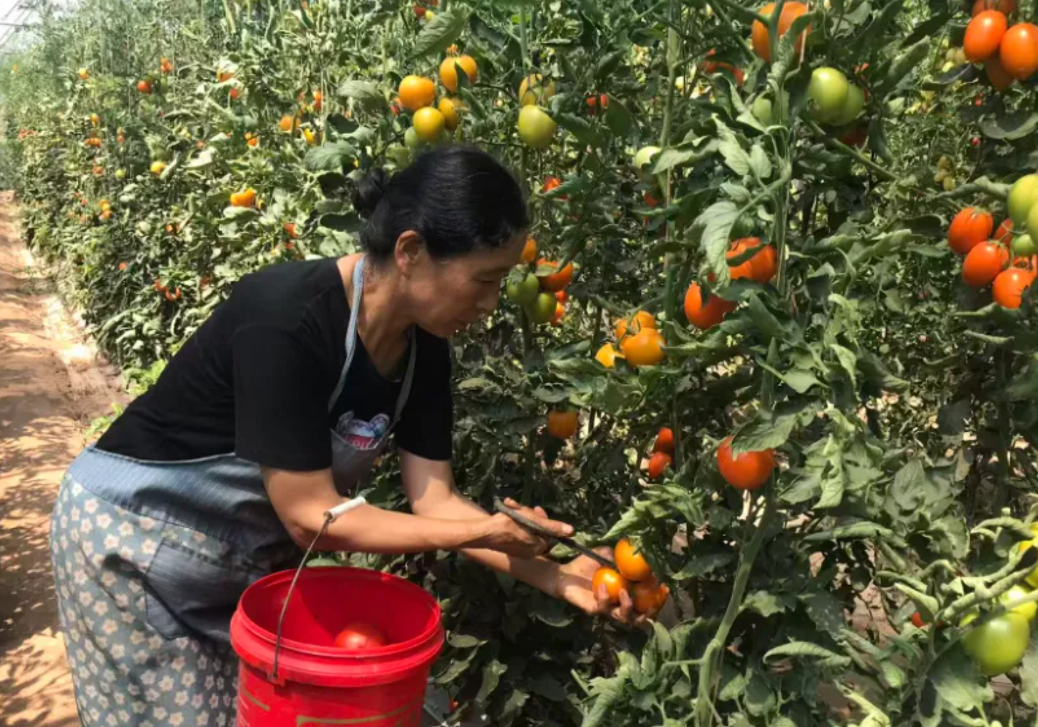 兰州特色农业高质量发展助力乡村振兴与农民增收