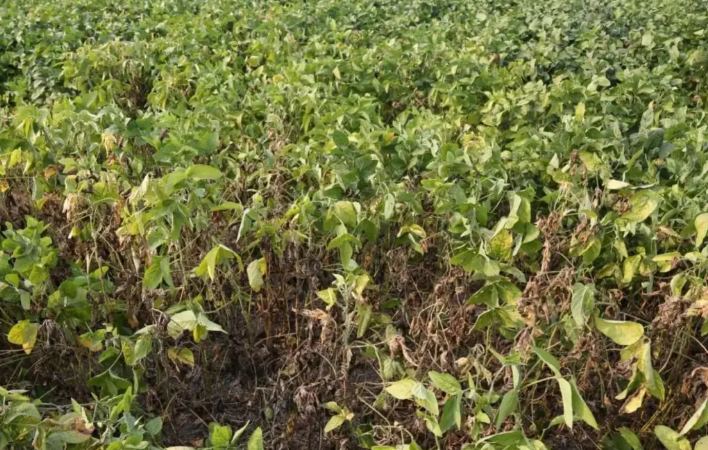 大豆根腐病的发生原因和预防措施有哪些?