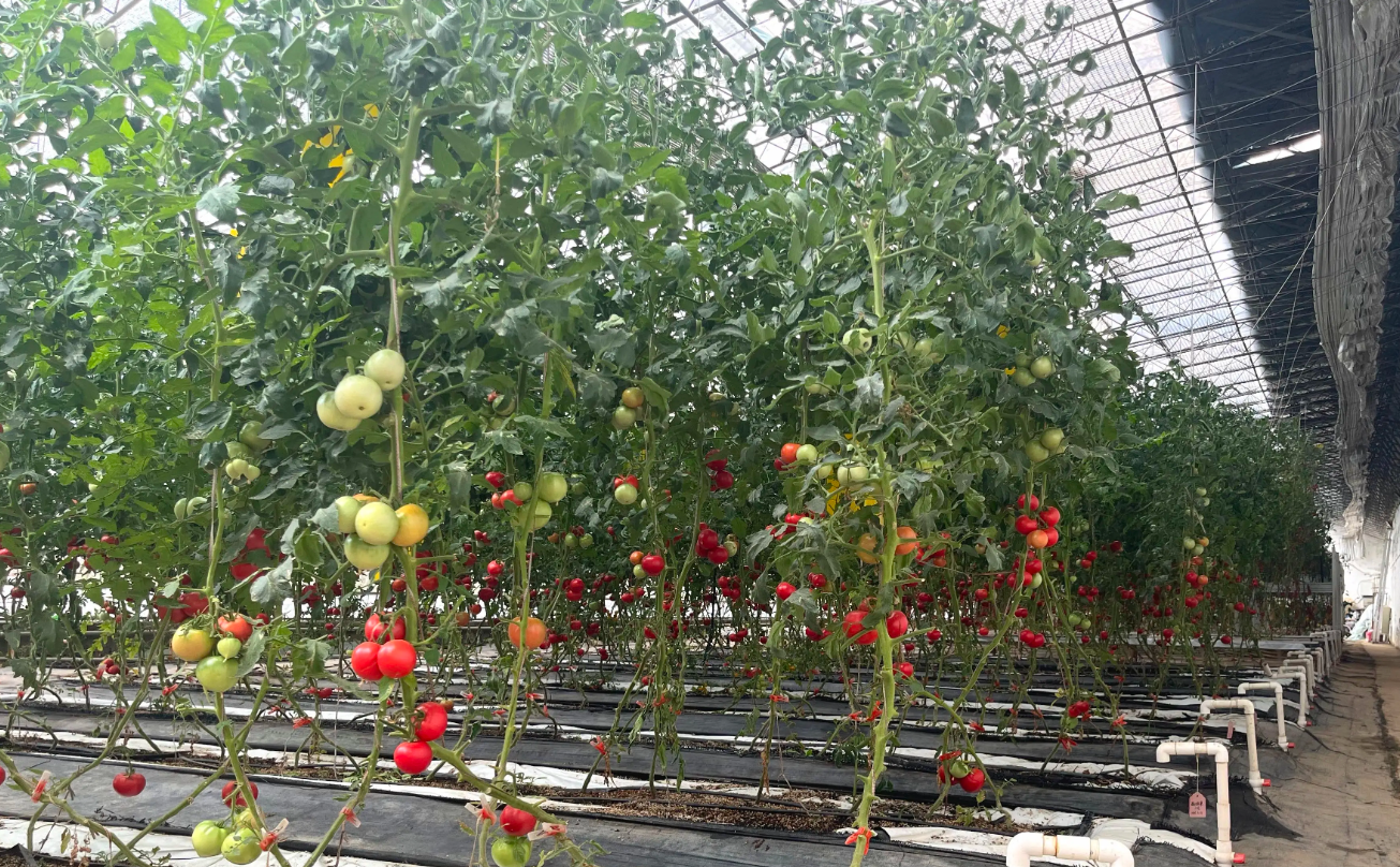 设施蔬菜病虫害绿色防控