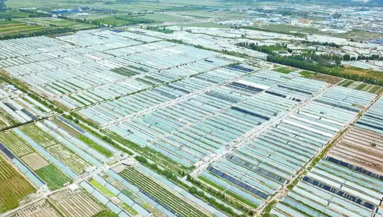 设施蔬菜病虫害绿色防控