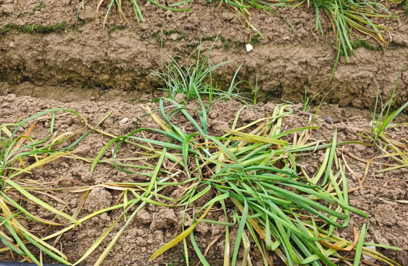 韭菜韭蛆绿色防控技术全解析 减少化学农药的实用路径与操作指南