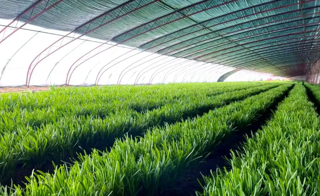 韭菜韭蛆绿色防控技术全解析 减少化学农药的实用路径与操作指南