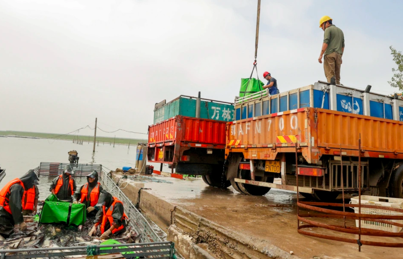 江西湖口:以 “生态优先” 养出 “水中黄金”,鱼跃人欢背后的绿色发展逻辑