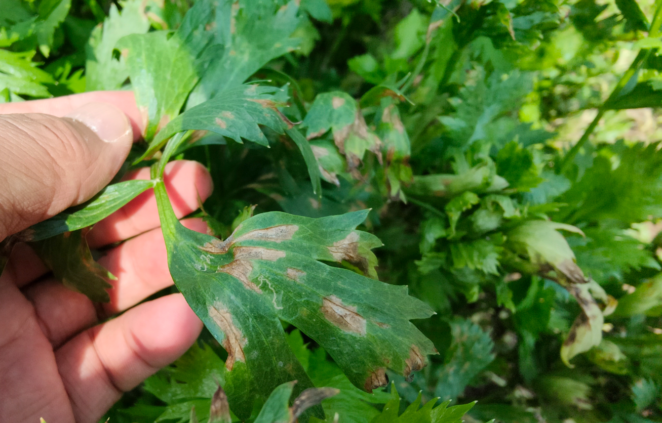 芹菜斑枯病、叶斑病的发病规律和防治要点是什么？