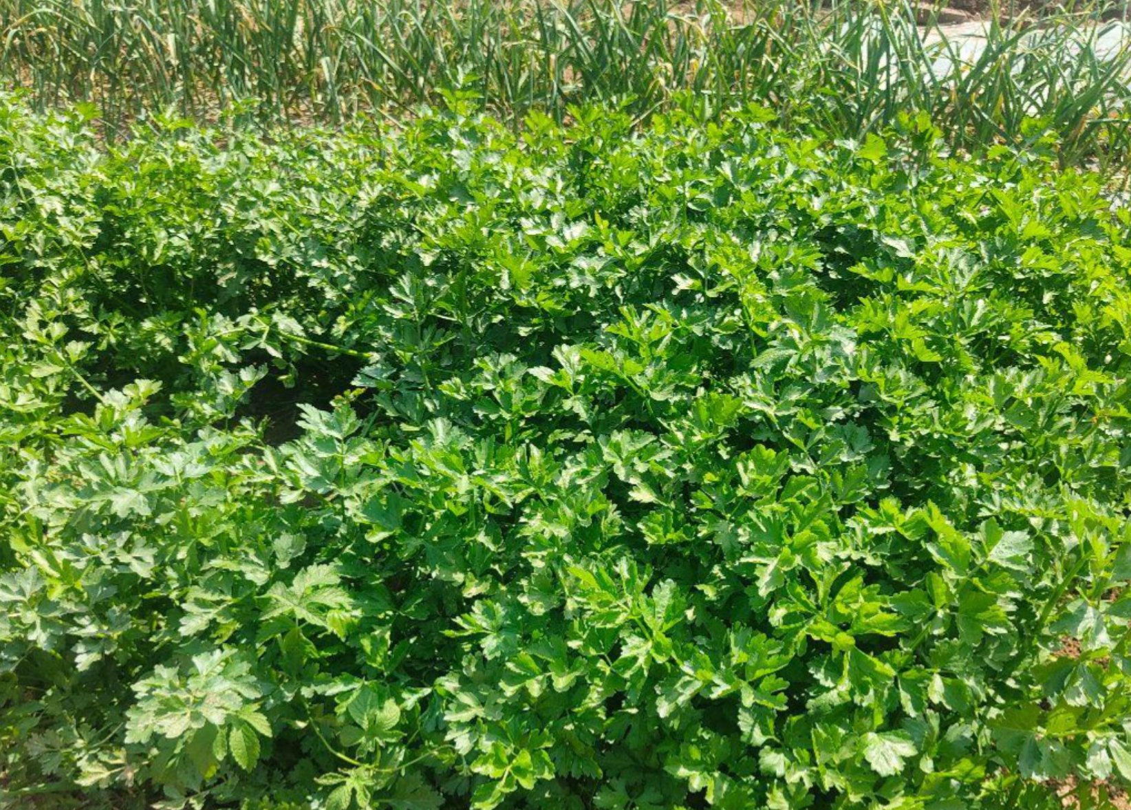 芹菜斑枯病、叶斑病的发病规律和防治要点是什么？